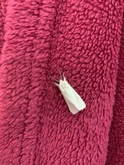 Spilosoma virginica