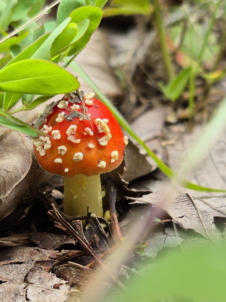 False Caesar's Mushroom · May 2026 · photo: Photo: (c) Nina Grauley, some rights reserved (CC BY) · iNaturalist