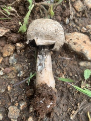 Agaricus deserticola