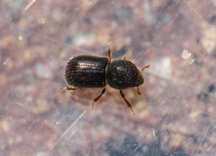 Anisandrus dispar