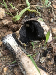 Agaricus deserticola
