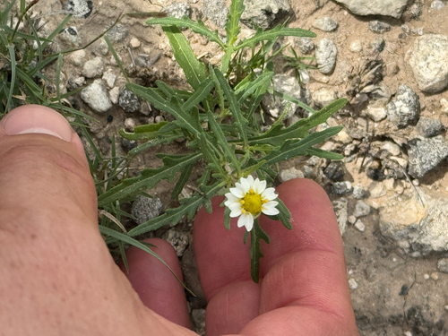 Melampodium cinereum, photograph 4