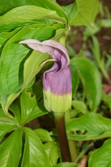 Arisaema murrayi sonubeniae