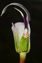 Arisaema murrayi sonubeniae