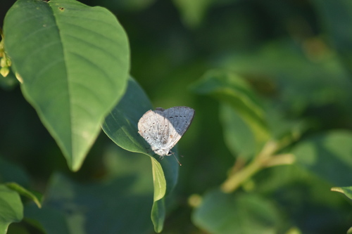 Holly Blue