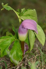Arisaema murrayi sonubeniae