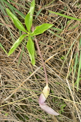 Arisaema murrayi sonubeniae