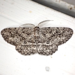 Hypomecis umbrosaria