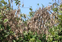 Derris scandens