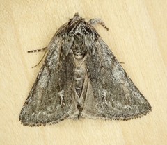 Pleromelloida bonuscula