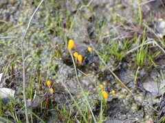 Mitrula paludosa