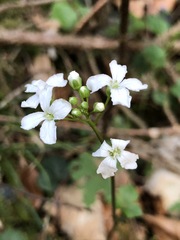 Cardamine trifolia