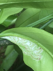 Phyllocnistis citrella image