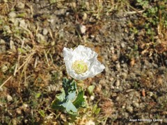 Papaver somniferum
