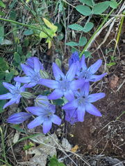 Triteleia bridgesii, photograph (c) wildflowerwatching, some rights reserved (CC BY)