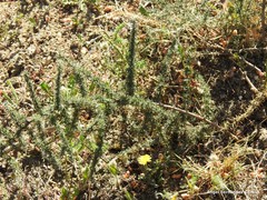 Asparagus acutifolius