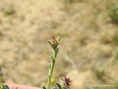 Centaurea melitensis