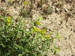 Euphorbia serrata