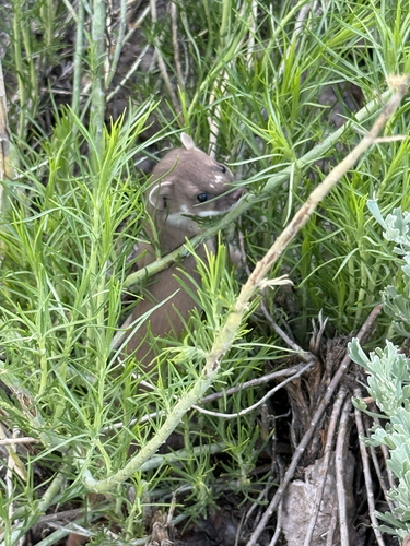iNaturalist observation photo of Long-tailed Weasel