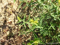 Euphorbia serrata