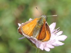 Thymelicus sylvestris