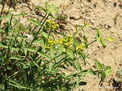 Euphorbia serrata