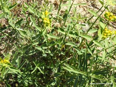 Euphorbia serrata