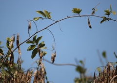 Derris scandens