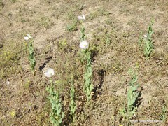 Papaver somniferum