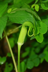 Arisaema tortuosum