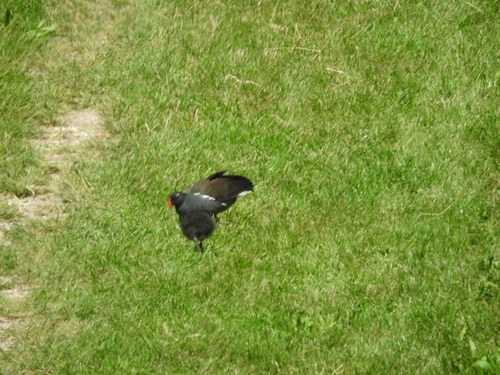 Common Moorhen
