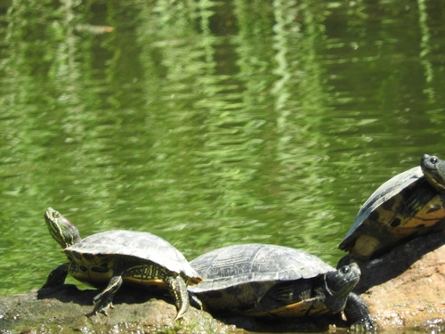 Pond Slider