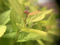 Spiraea