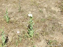 Papaver somniferum