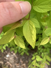 Spiraea