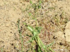 Sonchus asper
