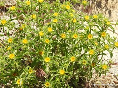 Asteriscus aquaticus