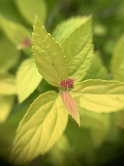Spiraea