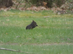Sciurus carolinensis