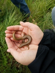 Plestiodon gilberti cancellosus