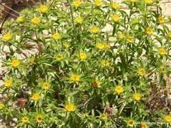 Asteriscus aquaticus