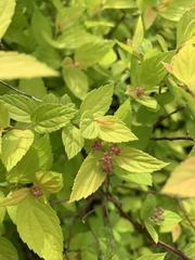 Spiraea