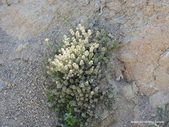 Thymus zygis sylvestris