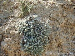 Teucrium gnaphalodes
