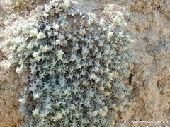 Teucrium gnaphalodes
