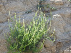 Reseda lutea