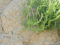 Reseda lutea