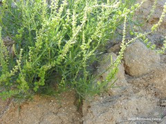 Reseda lutea