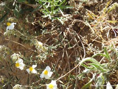 Helianthemum asperum