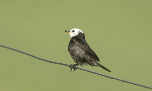 White-headed Marsh Tyrant